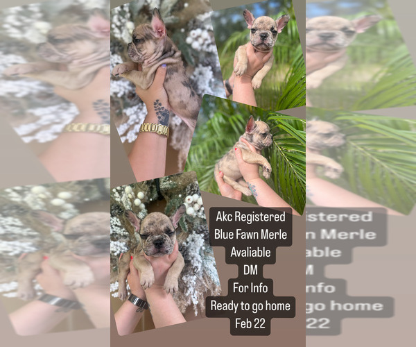 Medium Photo #1 French Bulldog Puppy For Sale in ALVA, FL, USA
