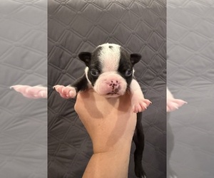 Boston Terrier Puppy for sale in FREDONIA, KS, USA