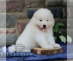 Small #2 Samoyed