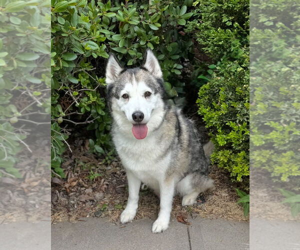 Medium Photo #7 Huskies -Unknown Mix Puppy For Sale in Omaha, NE, USA