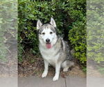 Small #6 Huskies  Mix