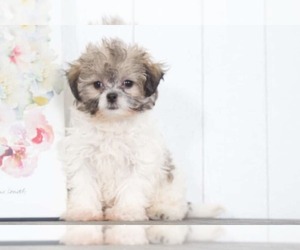 Zuchon Puppy for sale in BEL AIR, MD, USA