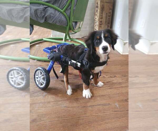 Medium Photo #8 Bernese Mountain Dog Puppy For Sale in Raleigh, NC, USA