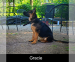Small #1 German Shepherd Dog