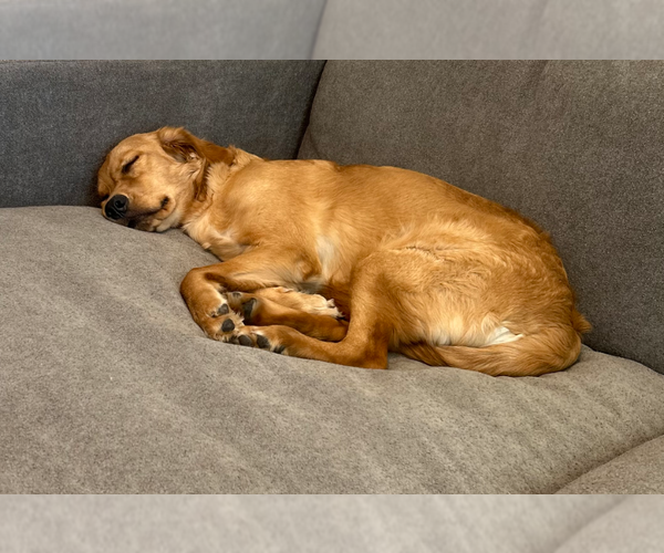 Medium Photo #2 Golden Retriever Puppy For Sale in McKinney, TX, USA