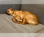 Small #1 Golden Retriever
