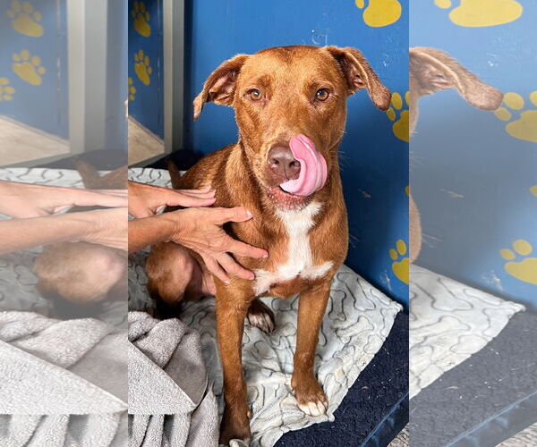 Medium Photo #6 Boxador Puppy For Sale in Tracy City, TN, USA