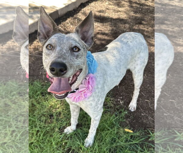 Medium Photo #4 Mutt Puppy For Sale in Phoenix, AZ, USA