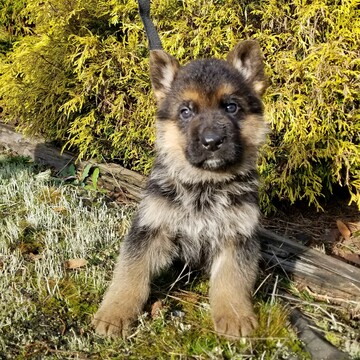 Medium Photo #11 German Shepherd Dog Puppy For Sale in CASTLE ROCK, WA, USA