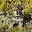 Small Photo #11 German Shepherd Dog Puppy For Sale in CASTLE ROCK, WA, USA