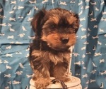 Small #2 Yorkshire Terrier