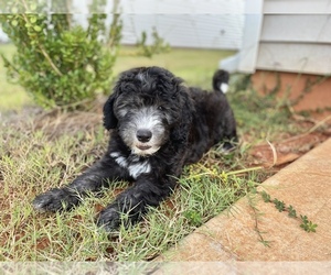 Old English Sheepdog-Poodle (Miniature) Mix Puppy for sale in INMAN, SC, USA