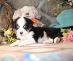 Small #7 Australian Shepherd