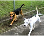 Small Photo #2 Pointer-Unknown Mix Puppy For Sale in Houston, TX, USA