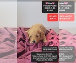 Image preview for Ad Listing. Nickname: Pixie
