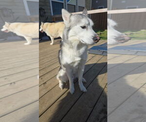 Memphis - Male Siberian Husky-Unknown Mix Dog for Adoption - Photo #5