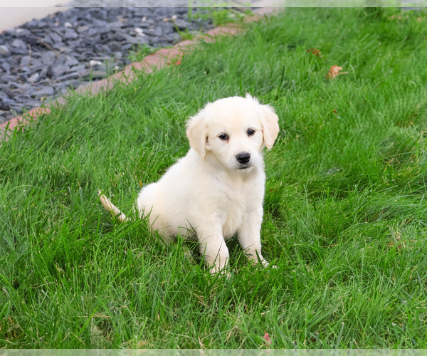 Medium Photo #8 Golden Retriever Puppy For Sale in SYRACUSE, IN, USA
