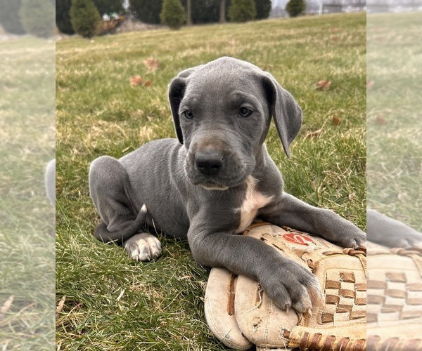 Medium Photo #2 Great Dane Puppy For Sale in MIDDLEBURY, IN, USA