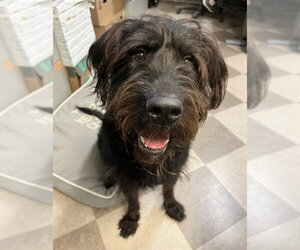 Labrador Retriever Dogs for adoption in Toronto, Ontario, Canada