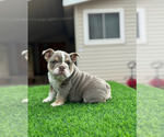 Small #2 English Bulldog