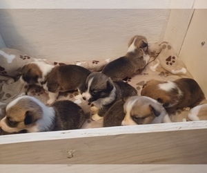 Pembroke Welsh Corgi Litter for sale in CANAAN, IN, USA