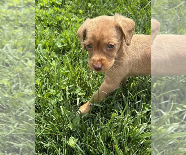 Medium Photo #3 Chihuahua-Cock-A-Poo Mix Puppy For Sale in Aurora, IN, USA