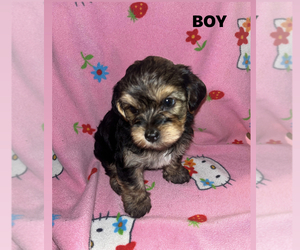YorkiePoo Puppy for sale in HAYWARD, CA, USA