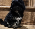 Small #4 Poodle (Toy)-ShihPoo Mix