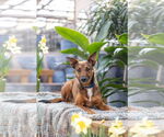 Small #4 German Shepherd Dog Mix