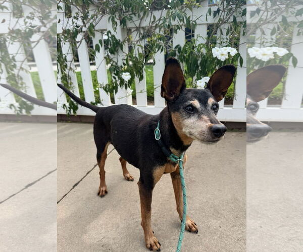 Medium Photo #2 Miniature Pinscher Puppy For Sale in Newport Beach, CA, USA