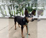 Small #1 Miniature Pinscher