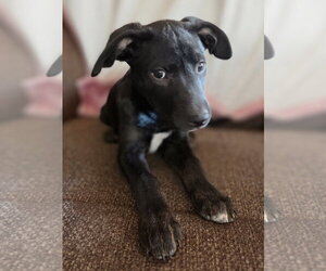 Oreo - Male Labrador Retriever-Unknown Mix Dog for Adoption - Photo #2