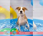 Small Plott Hound Mix