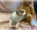 Small Photo #3 Australian Shepherd Puppy For Sale in HANOVER PARK, IL, USA