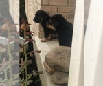 Small Photo #7 Rottweiler Puppy For Sale in MOUNT ORAB, OH, USA