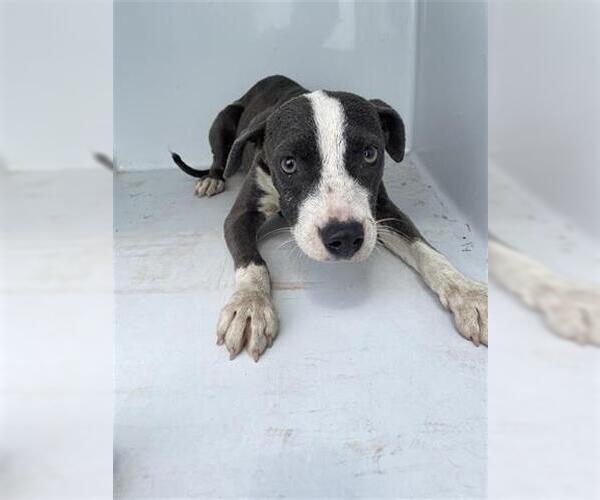 Medium Photo #1 American Pit Bull Terrier Puppy For Sale in Houston, TX, USA