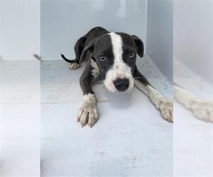 American Pit Bull Terrier Dogs for adoption in Houston, TX, USA