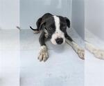 Small American Pit Bull Terrier