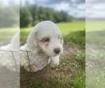 Small Photo #3 Goldendoodle Puppy For Sale in CLINTONVILLE, WV, USA