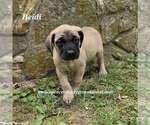 Small #13 Mastiff