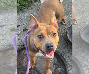 Elaris - Female Mutt Dog for Adoption - Photo #2