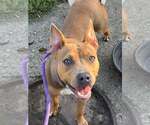 Small Photo #2 Mutt Puppy For Sale in Crete, IL, USA