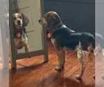 Small #2 Beagle