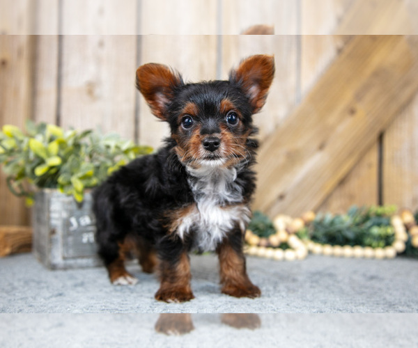 Medium Photo #1 Yorkshire Terrier Puppy For Sale in GREENWICH, OH, USA