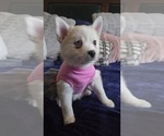 Small Photo #57 Pomsky Puppy For Sale in LOVELAND, CO, USA