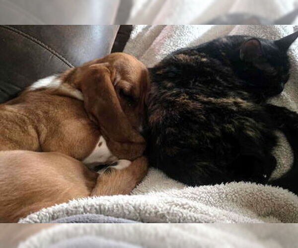 Medium Photo #3 Basset Hound Puppy For Sale in Deepwater, NJ, USA
