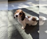 Small #9 Dachshund