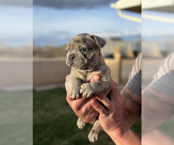 Medium Photo #12 French Bulldog Puppy For Sale in PUEBLO, CO, USA