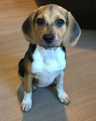 Puggle Puppy for sale in SUNNYVALE, CA, USA