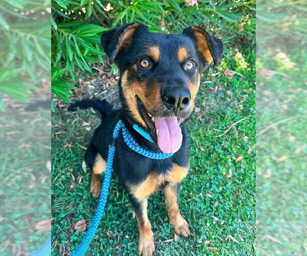 Medium Photo #1 German Shepherd Dog-Unknown Mix Puppy For Sale in Sacramento, CA, USA